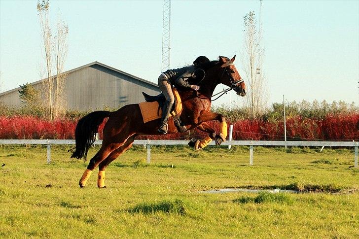 Traver HØJDESPRING B-PONY Lucky Beach<3 - Ja vandgrave er intet :D!  billede 15