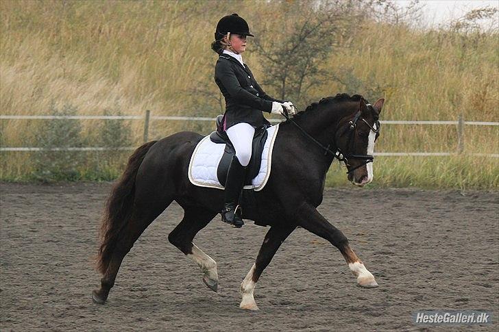 Welsh Pony af Cob-type (sec C) Rhoswen Gideon B-pony - La1 til 69%
Laura Bogut© billede 6