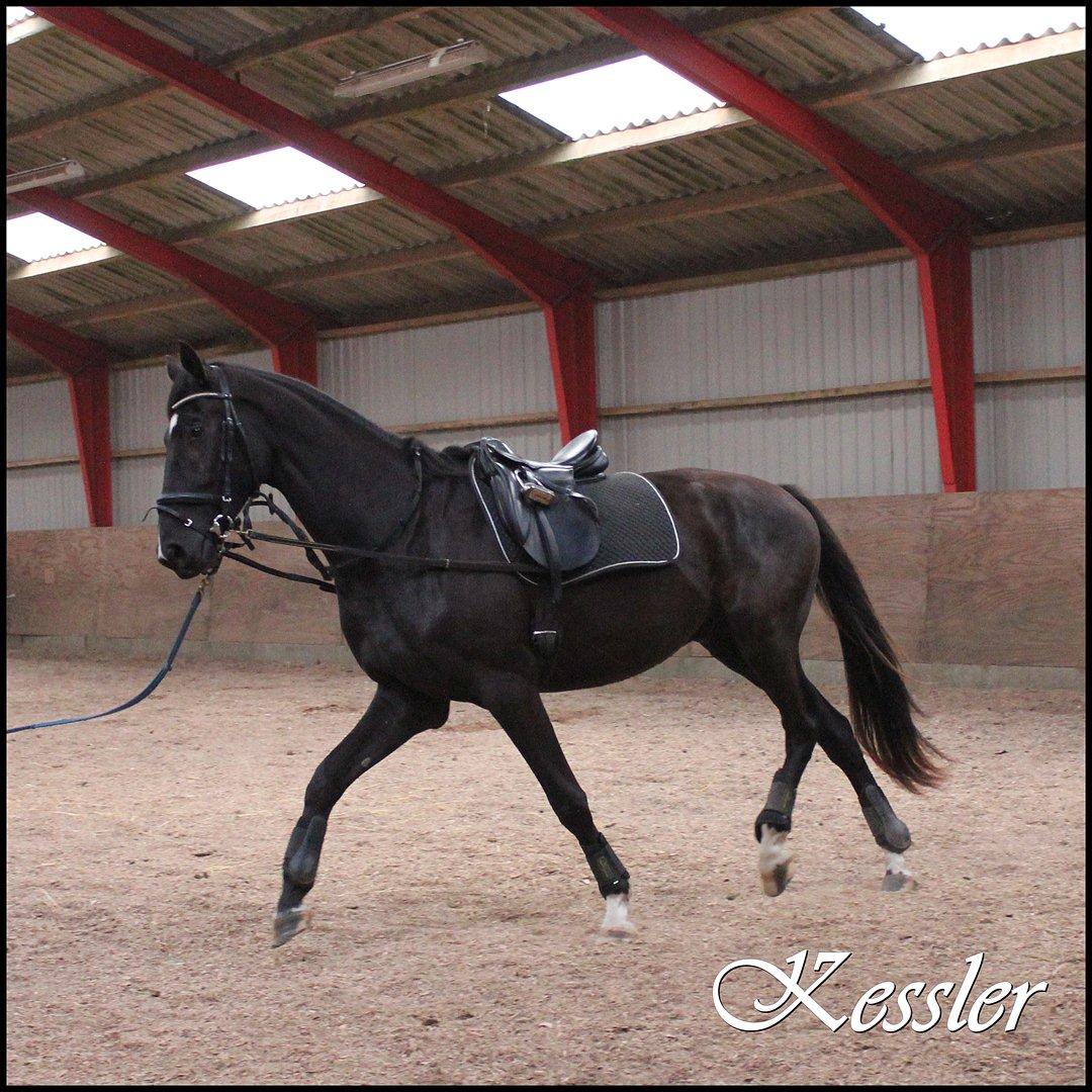 Dansk Varmblod South-West Kessler billede 3