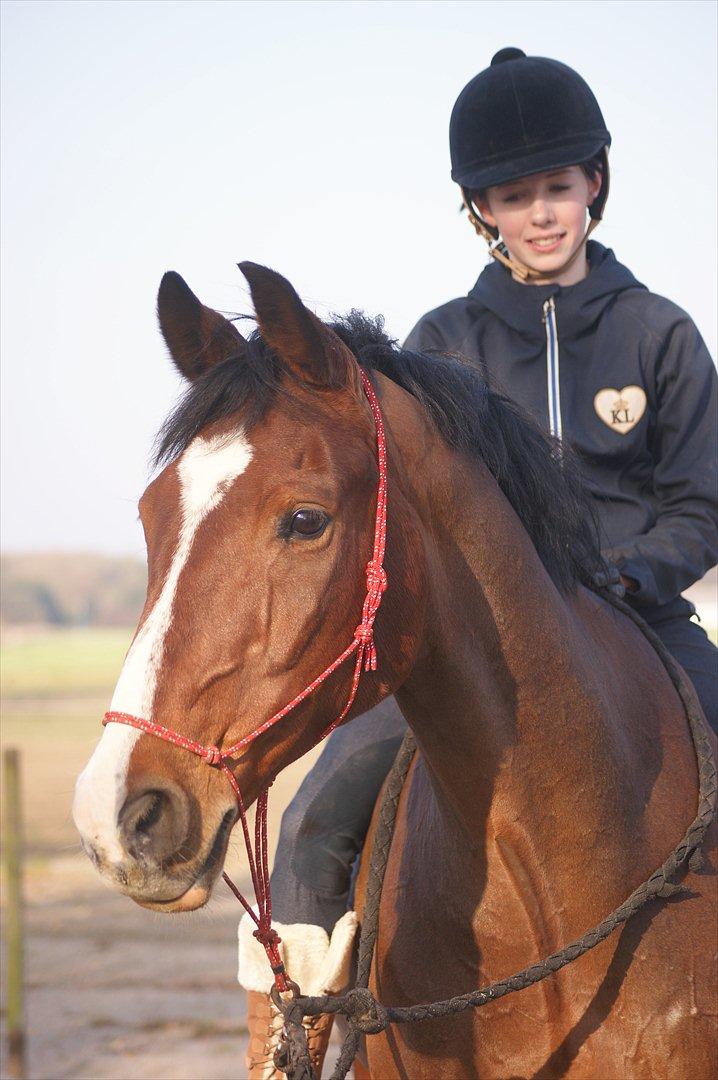 Hollandsk Varmblod Amigor (sendt tilbage) :'/ - Flot, Flotter, FLOTTEST! billede 9