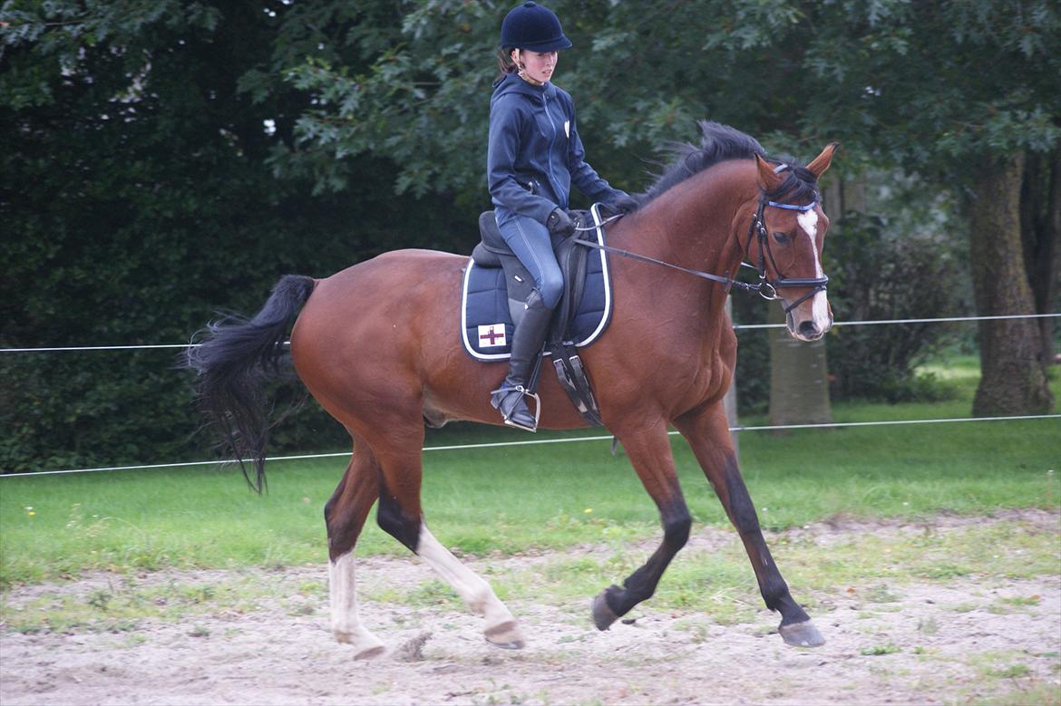 Hollandsk Varmblod Amigor (sendt tilbage) :'/ - Dressur træning! billede 5