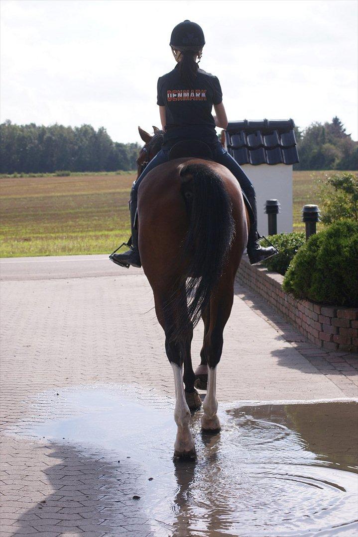 Hollandsk Varmblod Amigor (sendt tilbage) :'/ - Tak for kigget! LJ-foto billede 20