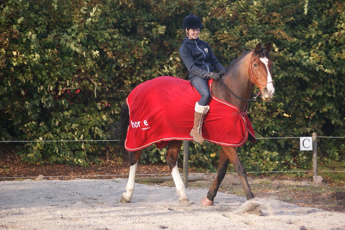 Hollandsk Varmblod Amigor (sendt tilbage) :'/ - I vores røde vinder dækken!<3 billede 18