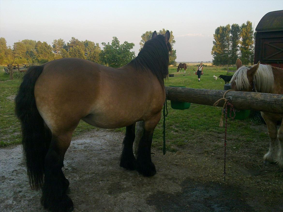 Jyde Berta billede 14