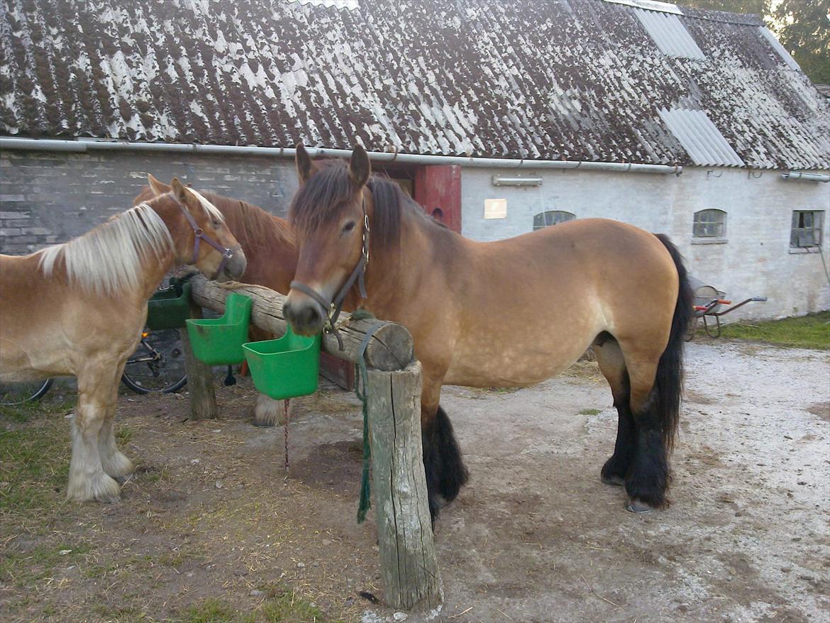 Jyde Berta billede 16