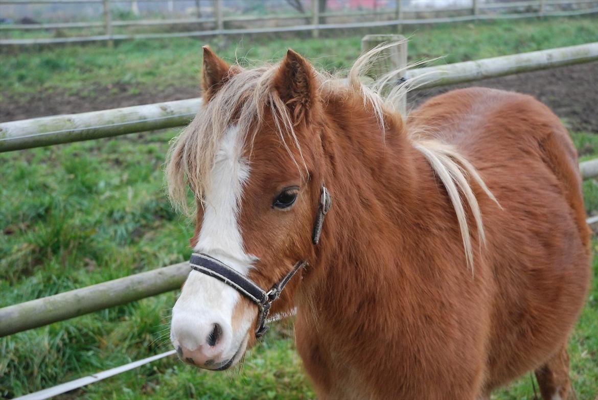 Welsh Mountain (sec A) Solbakken´s Eddie billede 14