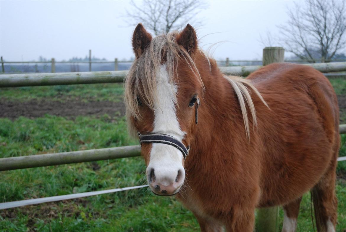 Welsh Mountain (sec A) Solbakken´s Eddie billede 15