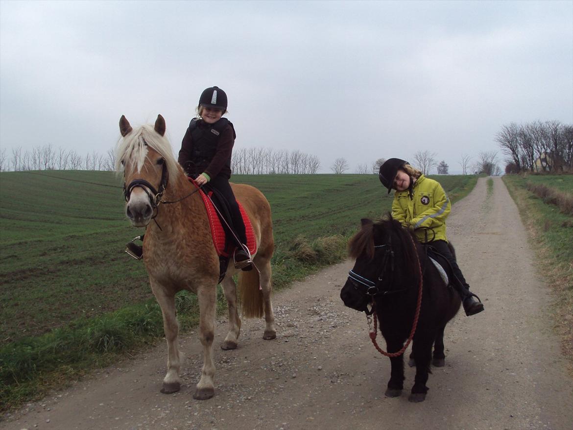 Anden særlig race Scoot billede 12