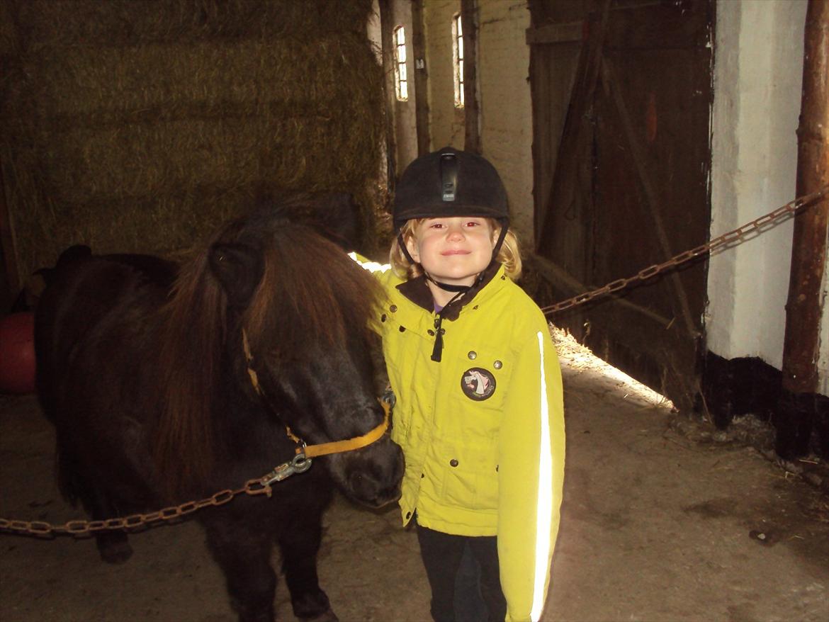 Anden særlig race Scoot billede 13