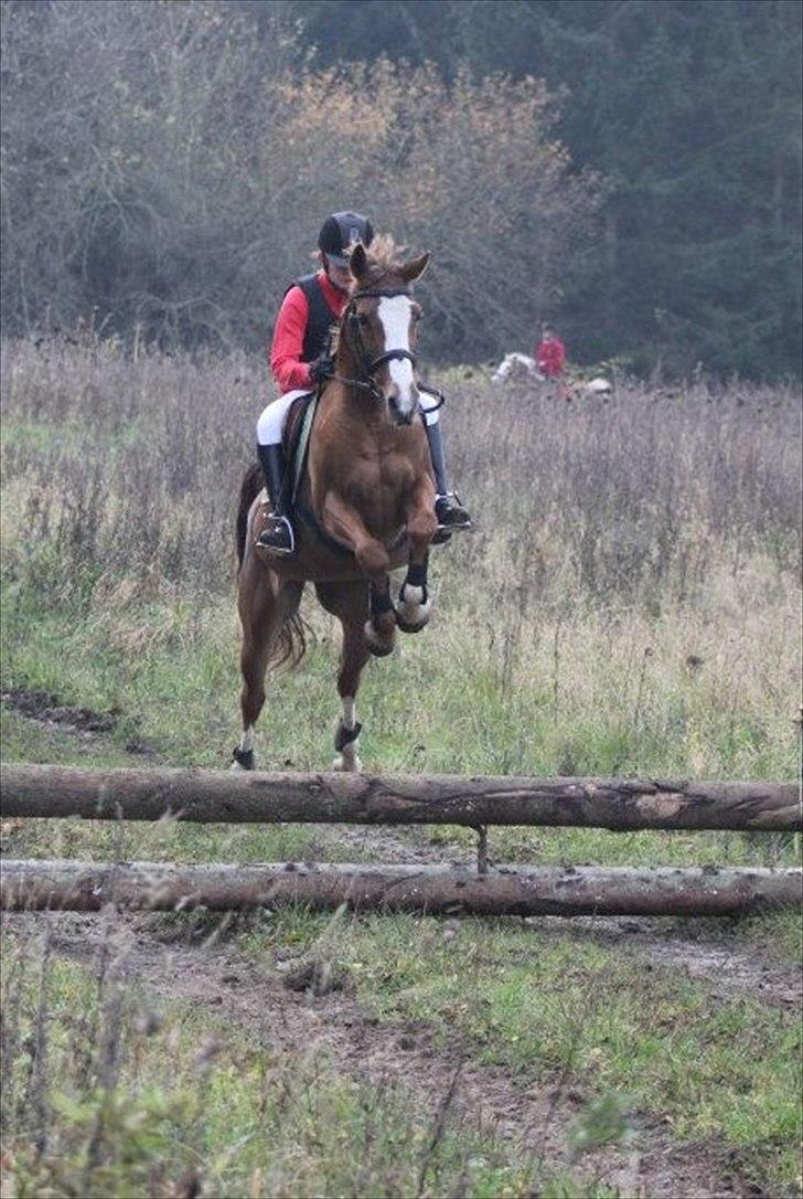Welsh Partbred (Sec F) Liezelshof Benji - R.I.P - Hubertusjagt på Kallehavegaard D. 5/11-2011.<3<3<3  Han var SÅ sød at have med!
Billedet er taget af; MSP Foto. billede 17