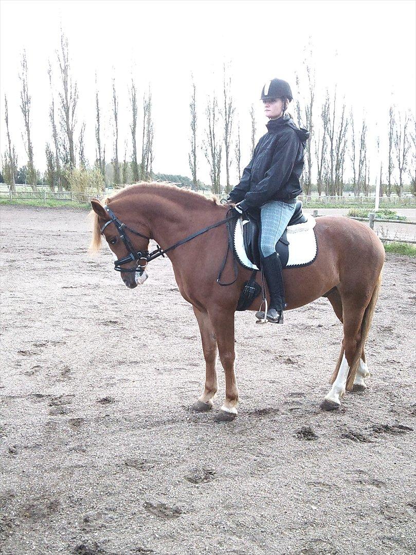 Anden særlig race Thunder Boy - Parade billede 9