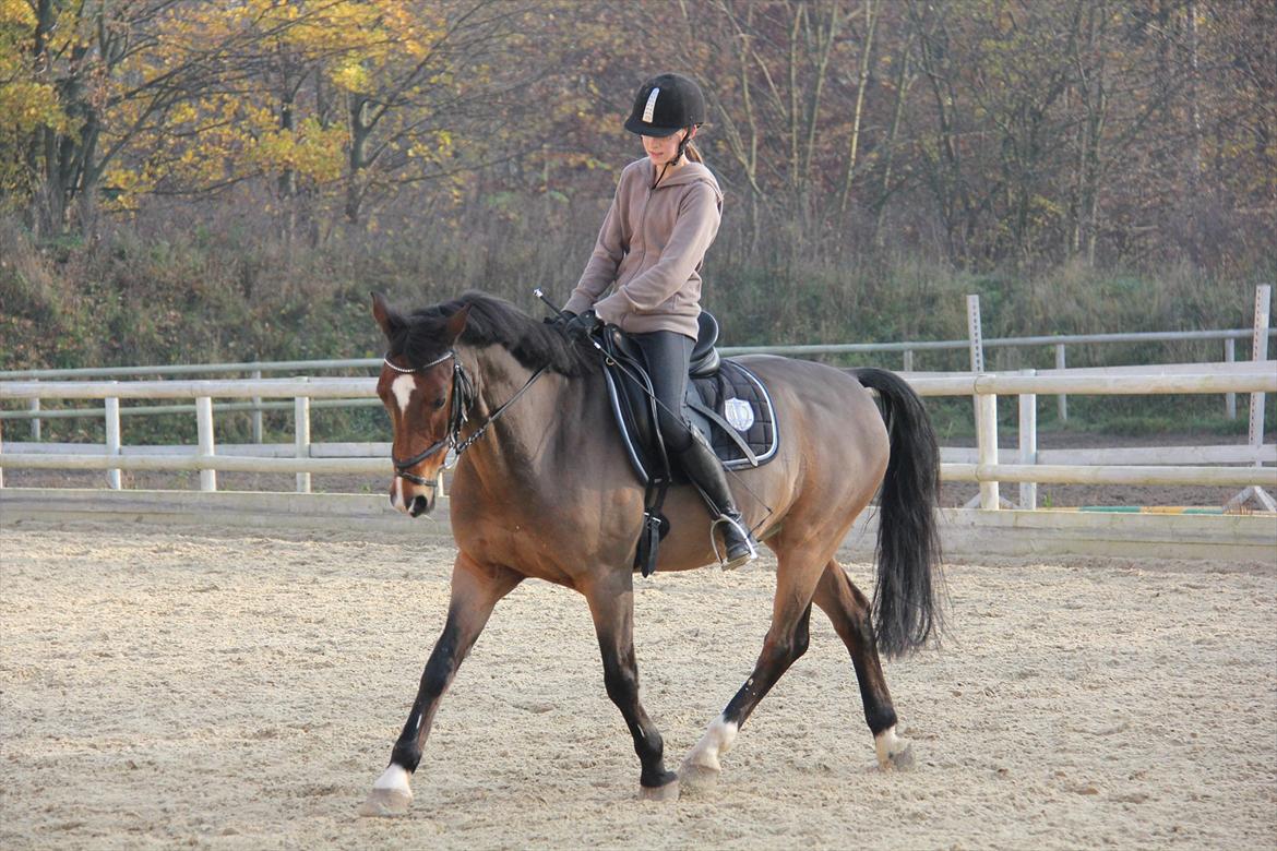 Anden særlig race Apollon - 2 - November 2011  billede 2