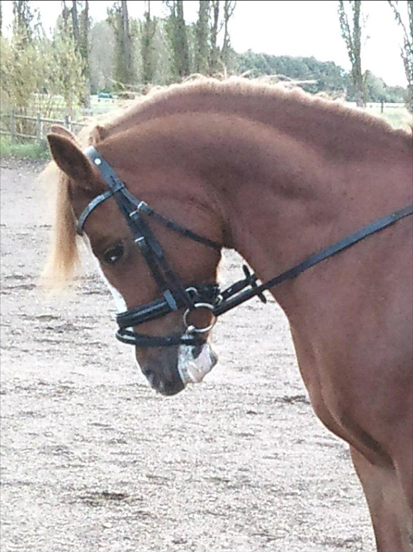 Anden særlig race Thunder Boy - Smukke, dygtige Thunder!:-) billede 14