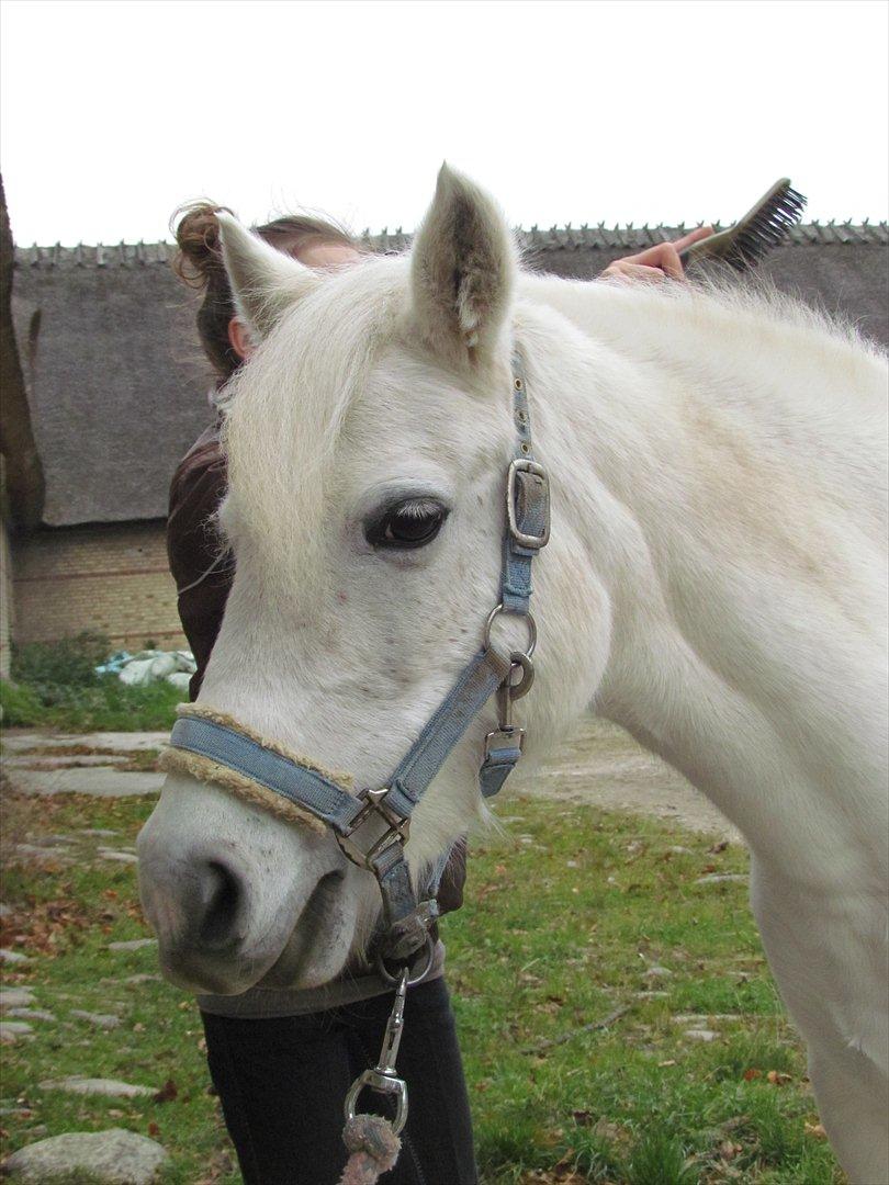 Anden særlig race Toffie - Musen! <3 billede 1