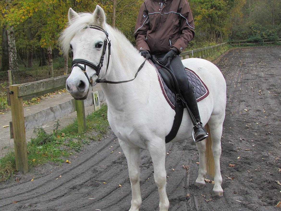 Anden særlig race Toffie - Før træning :)  billede 4