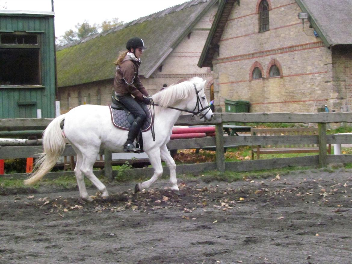 Anden særlig race Toffie - Galop! <3 billede 5