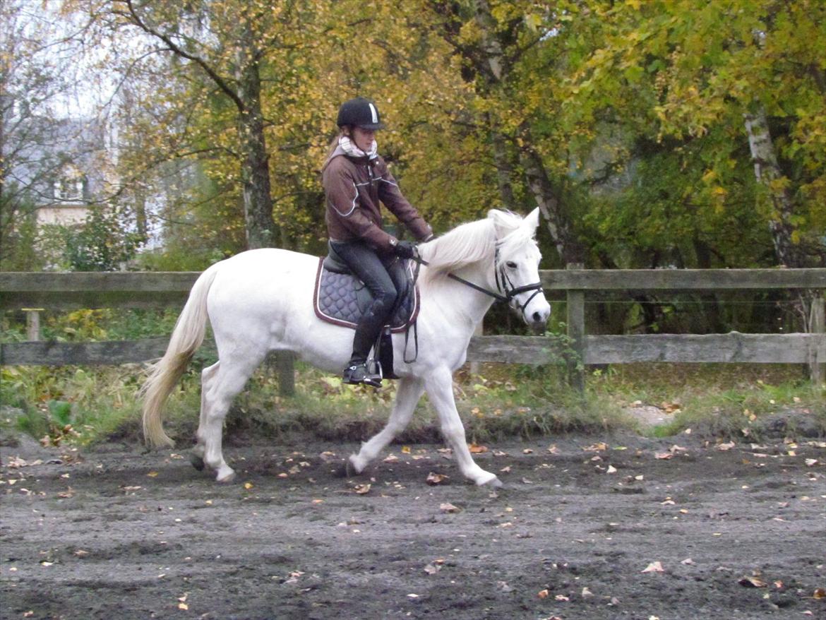 Anden særlig race Toffie - Så sød ! <3 billede 8