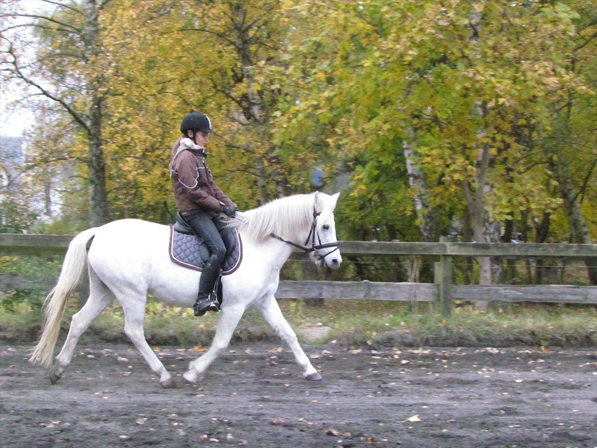 Anden særlig race Toffie - Trav<3 billede 11