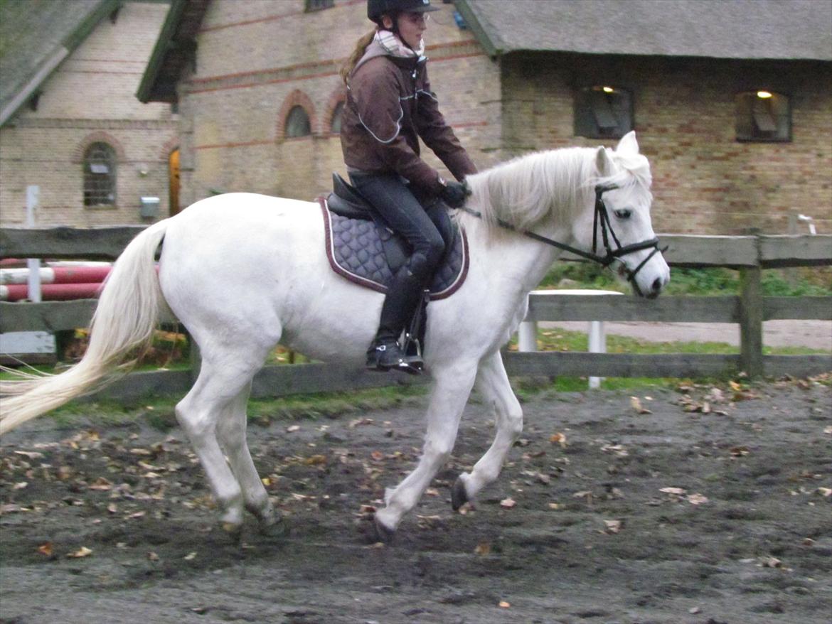 Anden særlig race Toffie - Igeeeen :P <3 billede 12