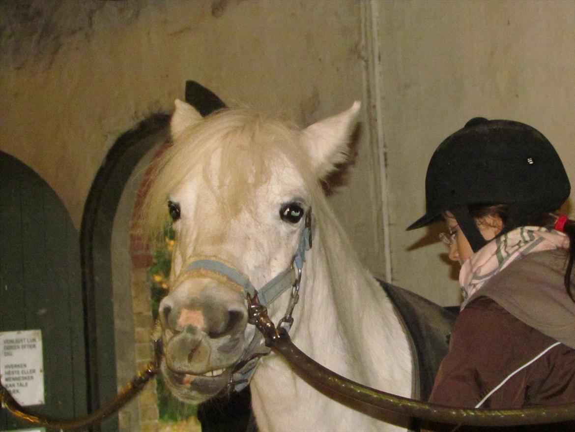 Anden særlig race Toffie - Bebsi <3 billede 13