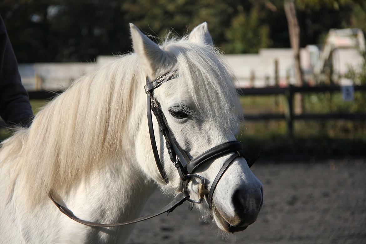 Anden særlig race Toffie - Når jeg snakker om dig, kan jeg intet andet end at smile! :') billede 7