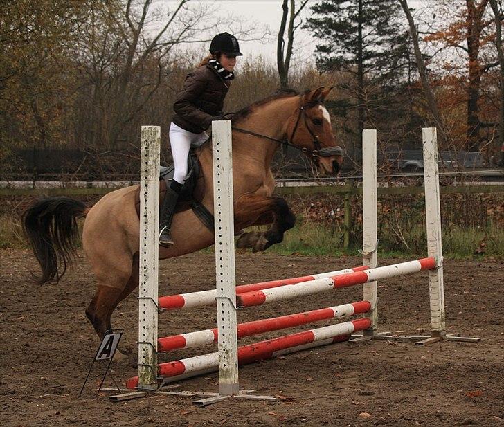 Anden særlig race | Luna   [Min bedsteven] - © Til springstævne, 75 cm.
Fotograf - MLS / Efterår 2011.  billede 15