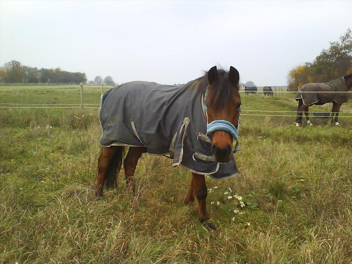 DSP Sultan fra Højbo<3 - Sultan på fold billede 19