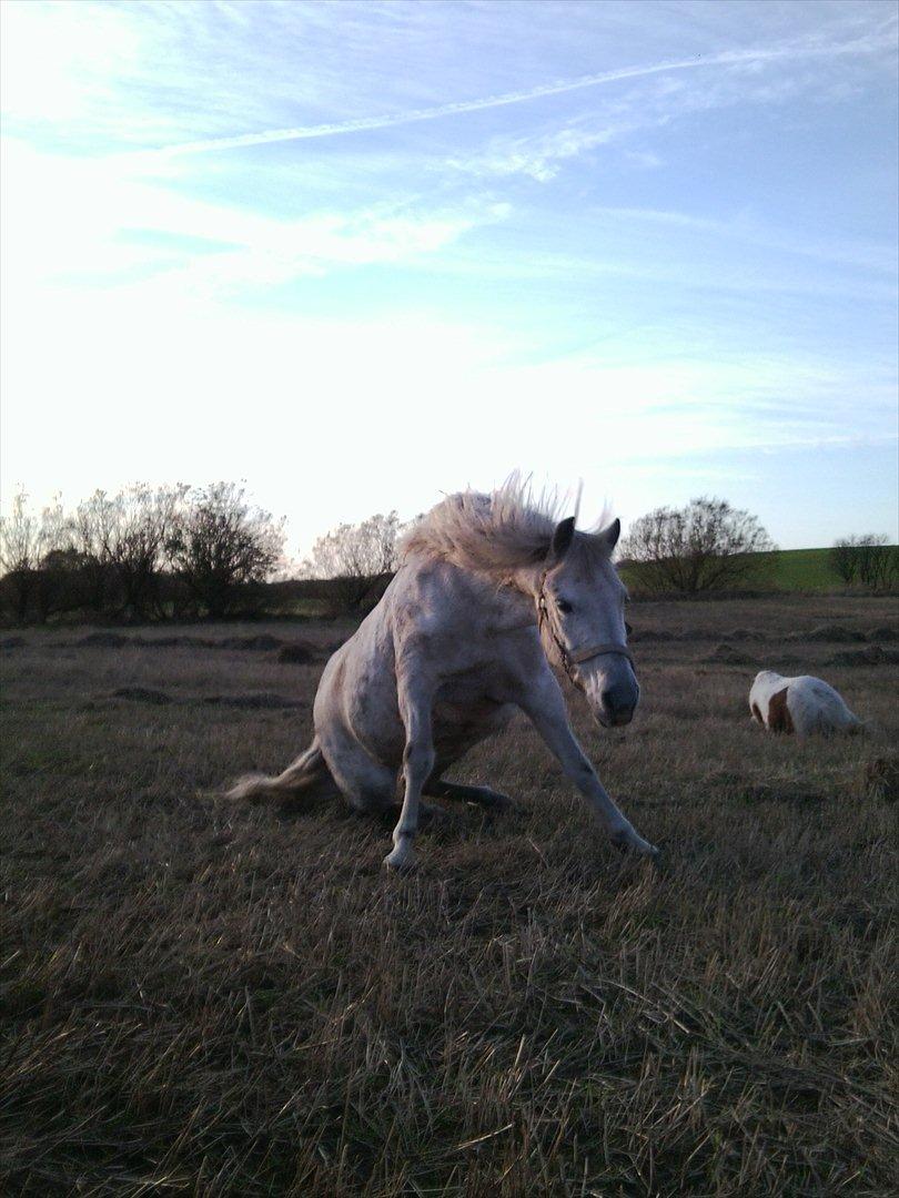 Connemara Moon Leight billede 15