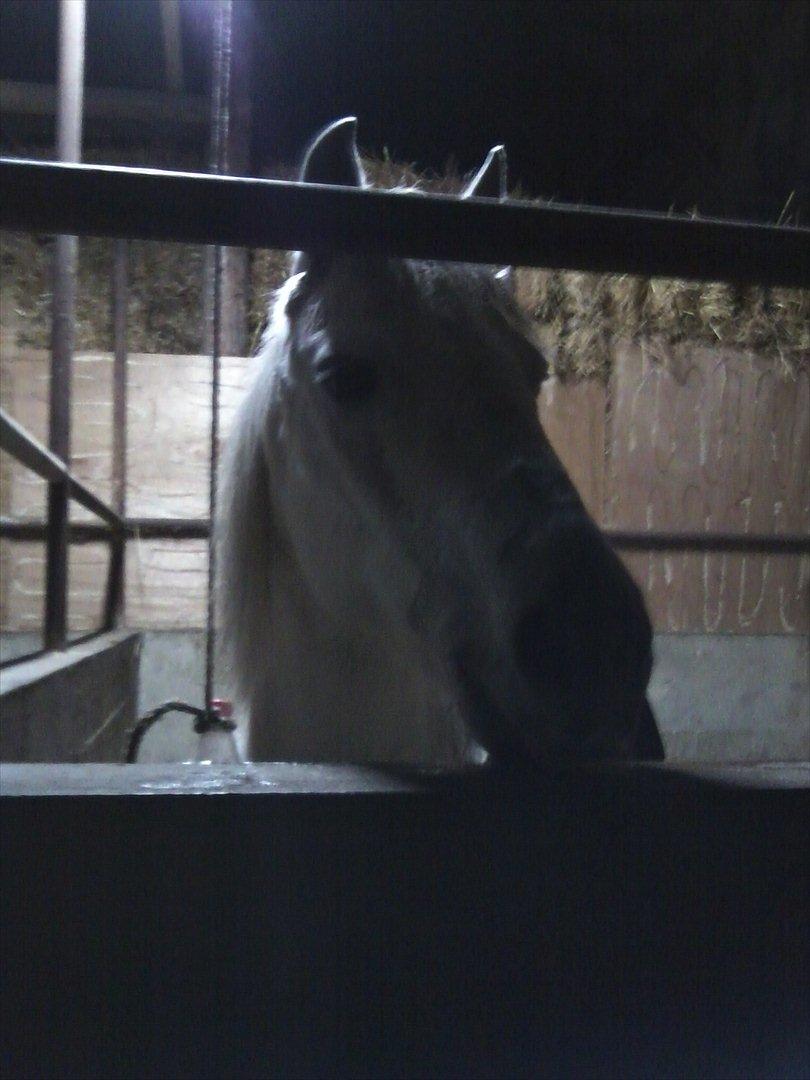 Connemara Moon Leight billede 16