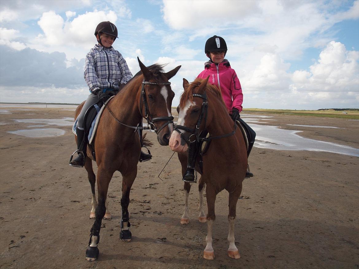 New Forest Orchid´s Jester 2 billede 6