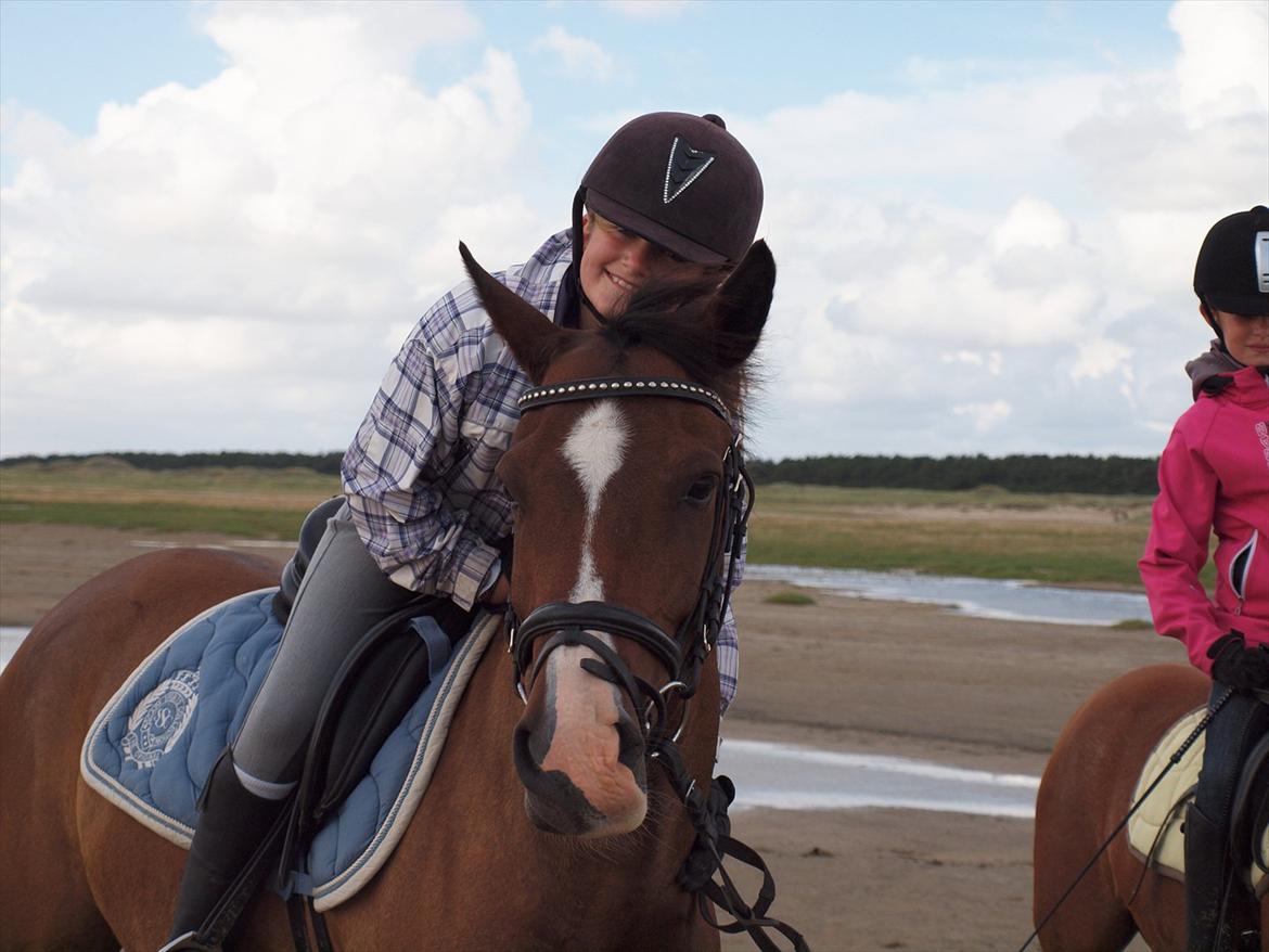 New Forest Orchid´s Jester 2 billede 7