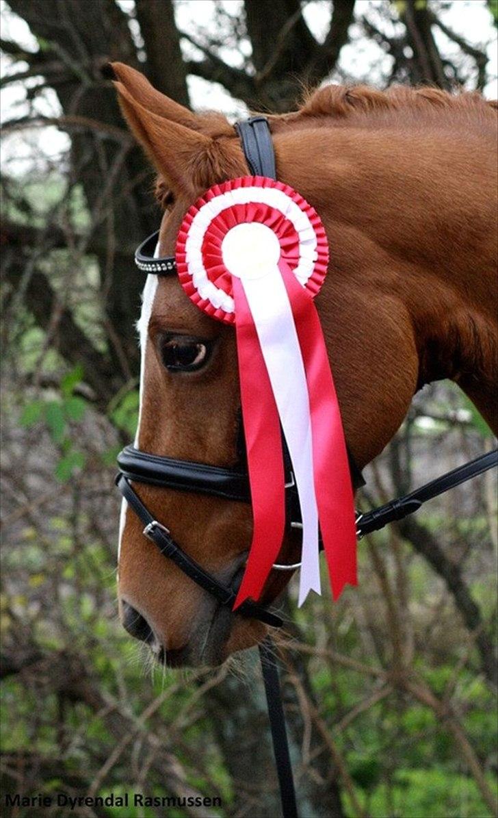 Tysk Sportspony Gee Gee 2 B-pony - første stævne på prinsessen, og hendes første stævne nogensinde;) 1. plads i La3 og 1. pl. i La1 med 70%<3<3 du er dygtig Gee Gee<3
 billede 5