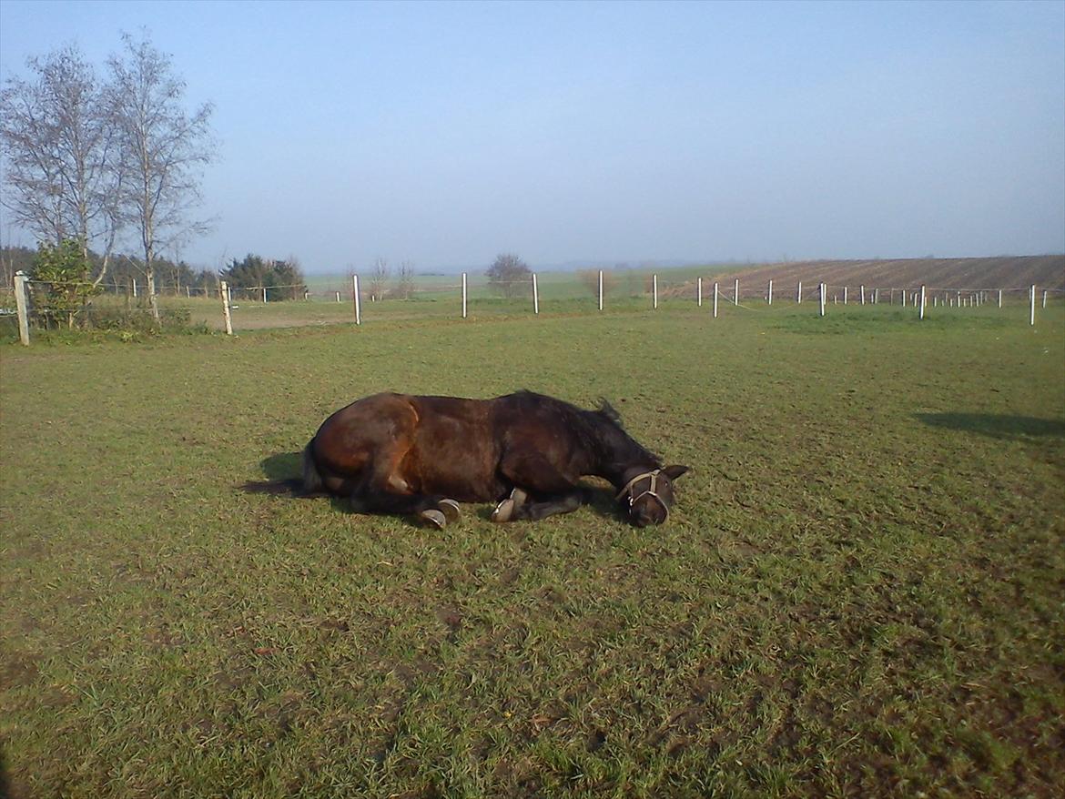 Anden særlig race Teglgårdens Farengo - Uhh det er så godt at rulle sig efter træning ;p 5/11 - 2011  billede 11