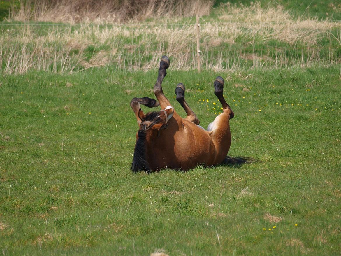 Anden særlig race Juncker. - Det er skønt med en rulle tur! :D billede 19