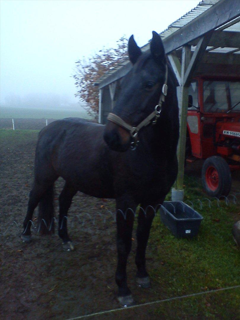 Anden særlig race Teglgårdens Farengo billede 12