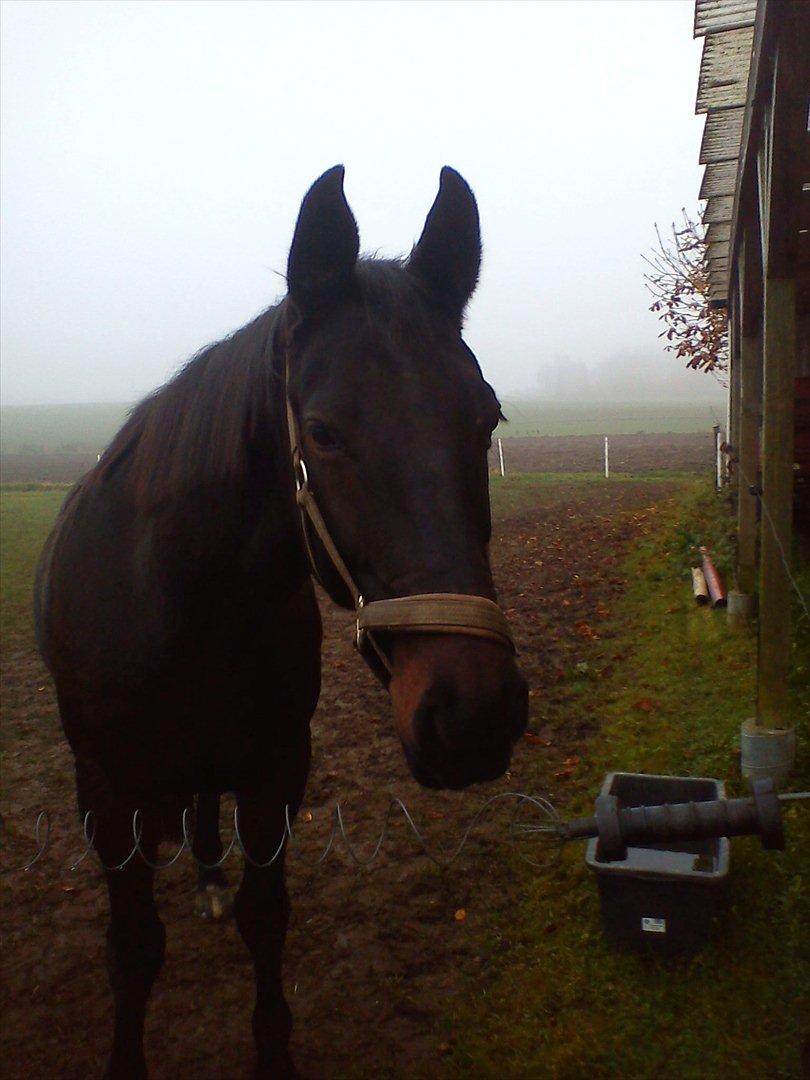 Anden særlig race Teglgårdens Farengo billede 13