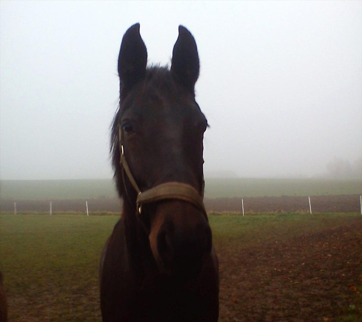 Anden særlig race Teglgårdens Farengo - Howdy XD billede 15