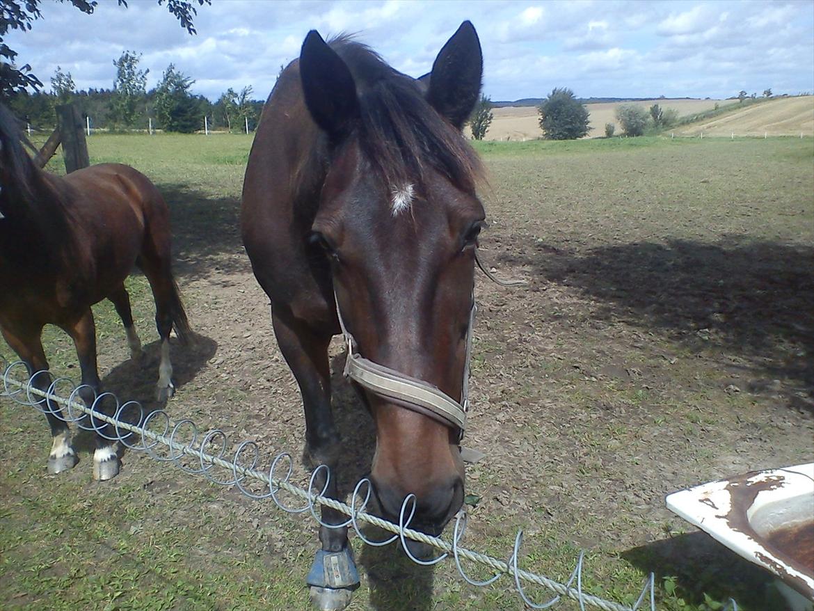 Traver Golden Flamingo billede 20