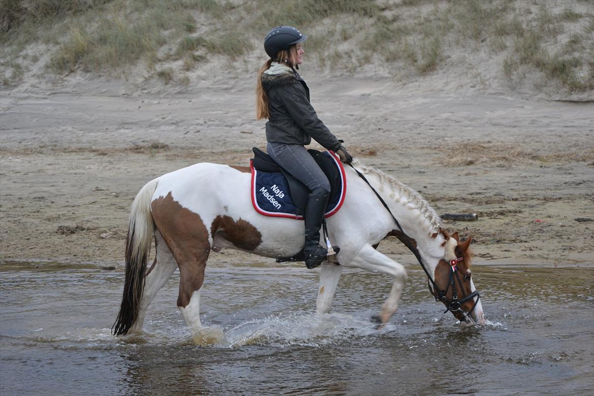 Hollandsk Sportspony Zwier billede 9