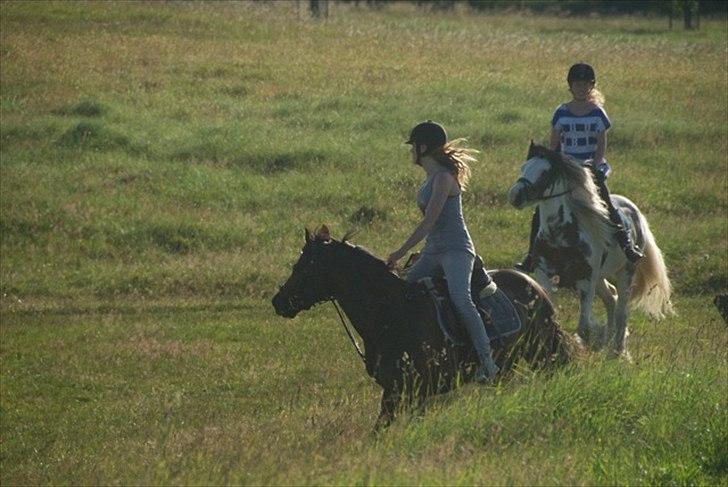 Irish Cob Billy the kid :) billede 11