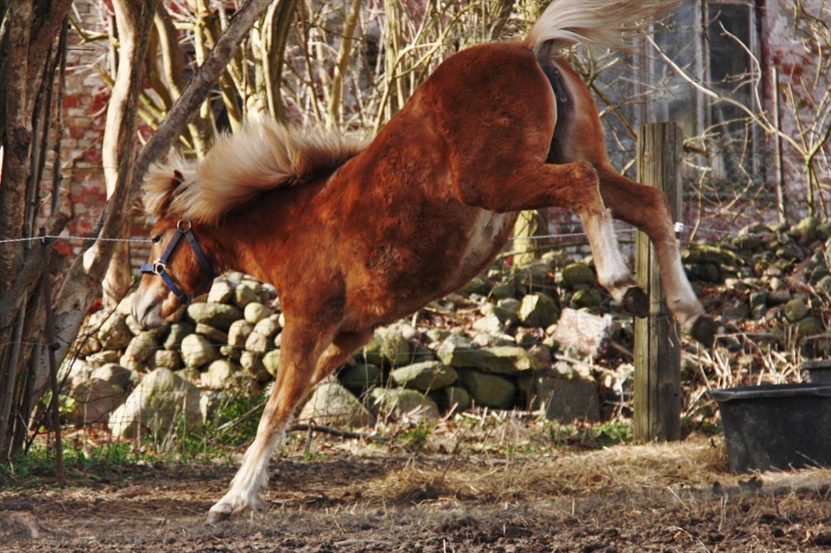 Islænder Diva [SOLGT] - HOPLA DU! Så bliver der fyret den af ;) Lige da hun var blevet et år :-D Foto: ECS billede 4