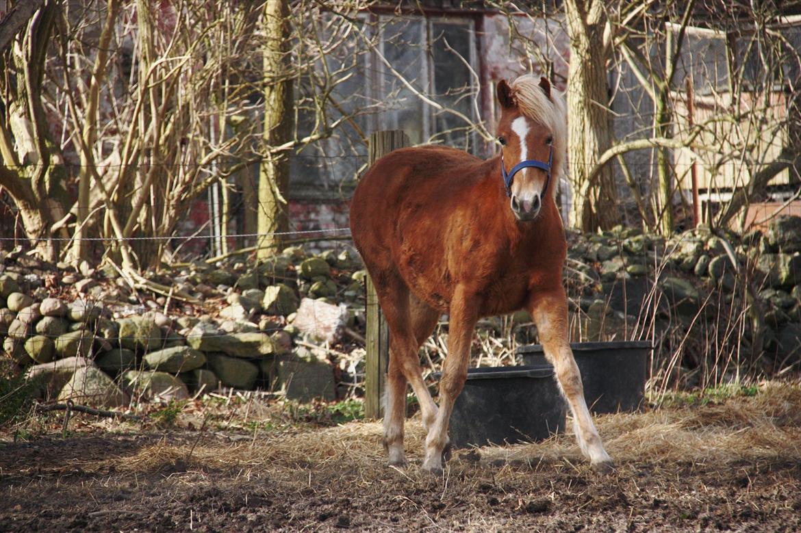 Islænder Diva [SOLGT] - Smuk smuk smuk lille hoppe.. Lige da hun var blevet et år.. ;-) Foto: KT(mig) billede 13