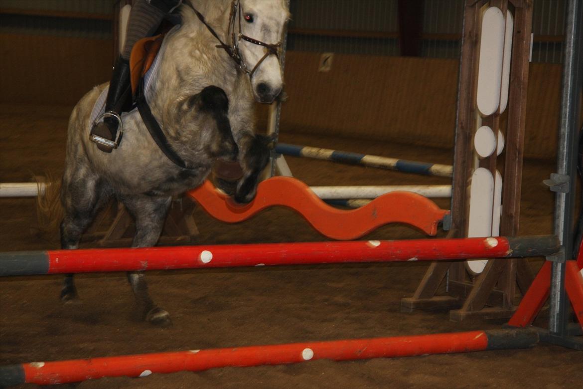 Islænder Ofeig - Ja, du er en flot hest;D
Taget af: Andrea<3 billede 10