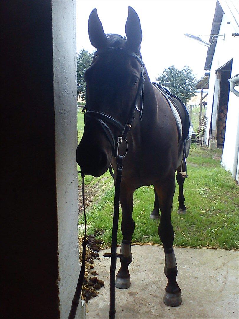 Anden særlig race Teglgårdens Farengo billede 1