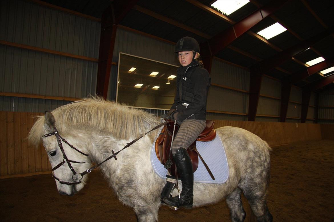 Islænder Ofeig - Taget af: Andrea<3 billede 11