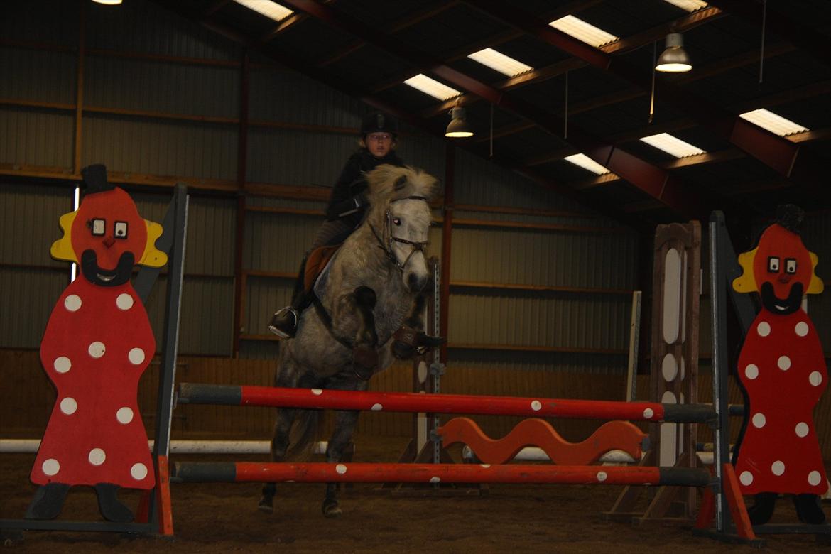 Islænder Ofeig - Taget af: Andrea<3 billede 12