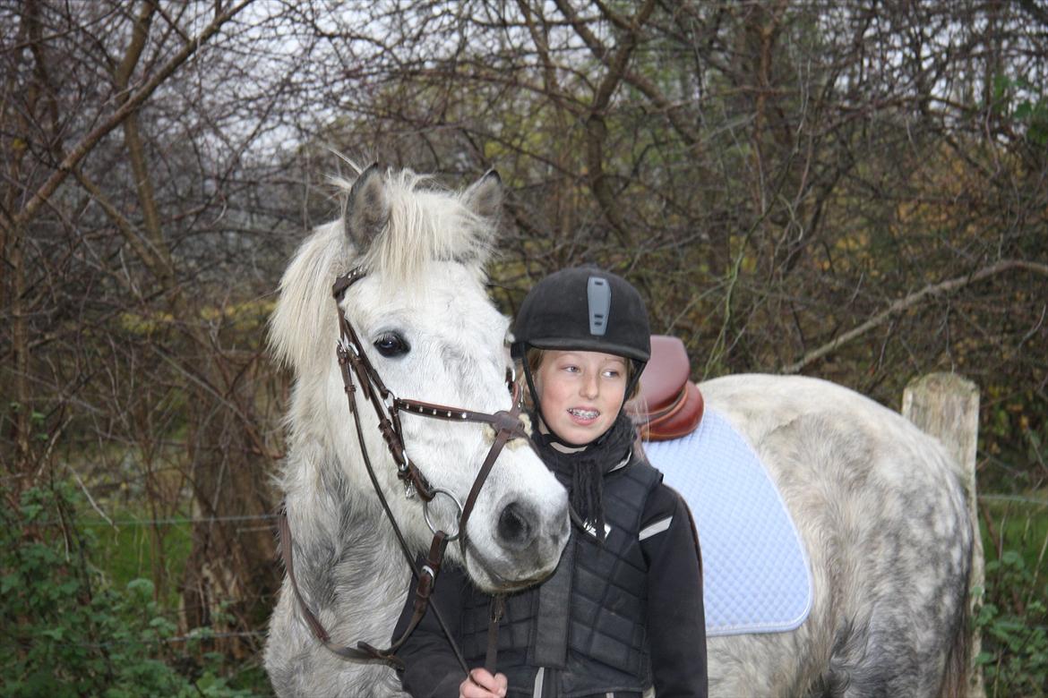 Islænder Ofeig - Nårh puller har fået øje på heste
Taget af: Andrea billede 6