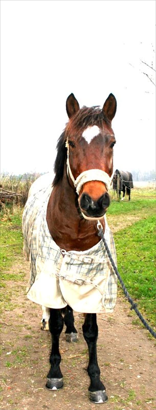 Anden særlig race Capper, danmarks bedste dreng billede 2
