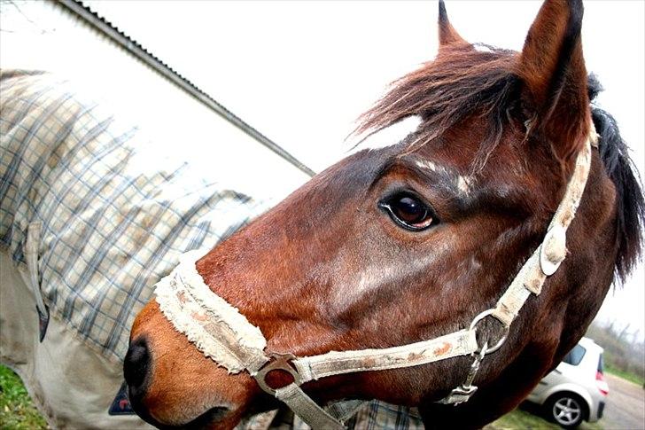Anden særlig race Capper, danmarks bedste dreng billede 5