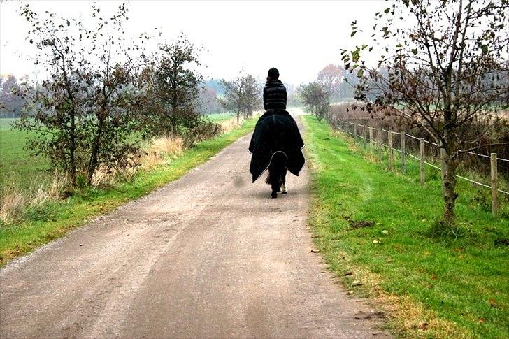 Anden særlig race Capper, danmarks bedste dreng billede 6